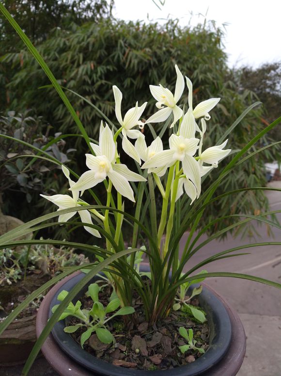 不花钱还可以养好兰花的土壤配方,东北的兰友室内到底能养好兰花