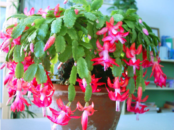 蟹爪兰有严重白虫怎么消除,养蟹爪兰的技巧