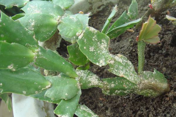 蟹爪兰有严重白虫怎么消除,养蟹爪兰的技巧