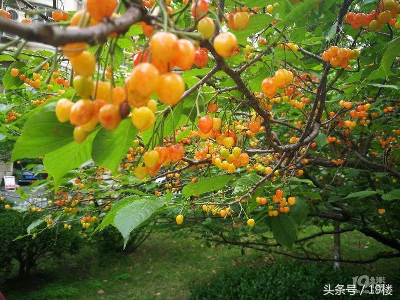 摘樱桃被骂,在小区里摘果子被业主制止还骂人