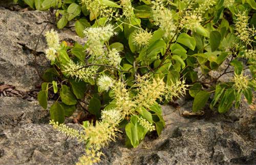 广西国家地理标志产品大全,广西地理标志农产品有哪些