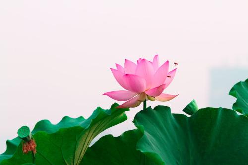 种荷花的盆能种什么花,荷花什么品种适合种家里