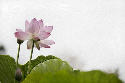 种荷花的盆能种什么花,荷花什么品种适合种家里
