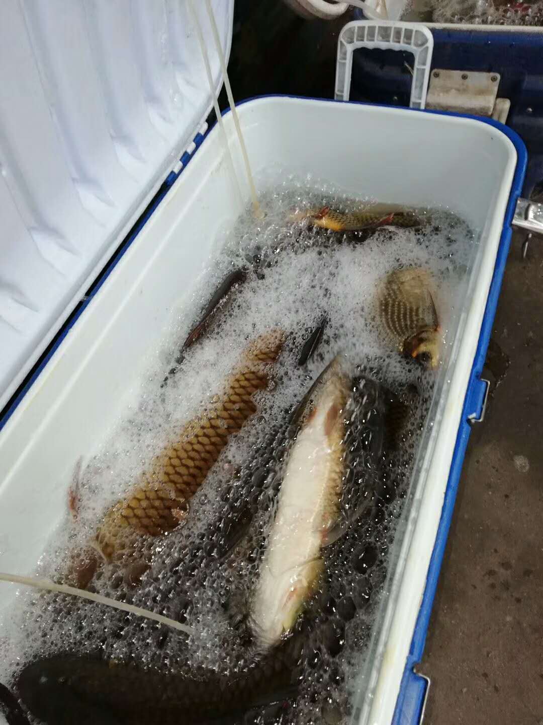 一年5万斤粮食打窝，每次出钓渔获破百，眉山大师“称霸”黑龙滩