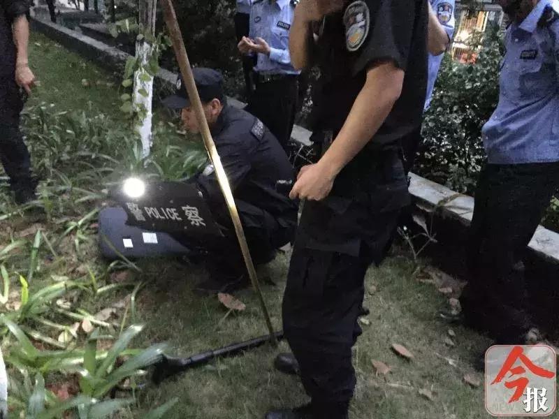 恶犬咬死小狗,花果园恶犬咬死猫