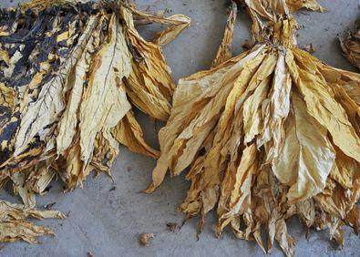 花土生小虫用什么办法杀虫,花卉生虫杀虫办法