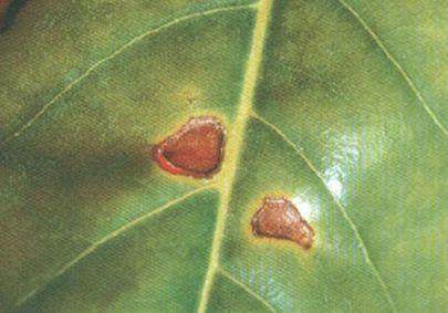 家里的花又招虫了？学会这一招，杀虫药不用买！