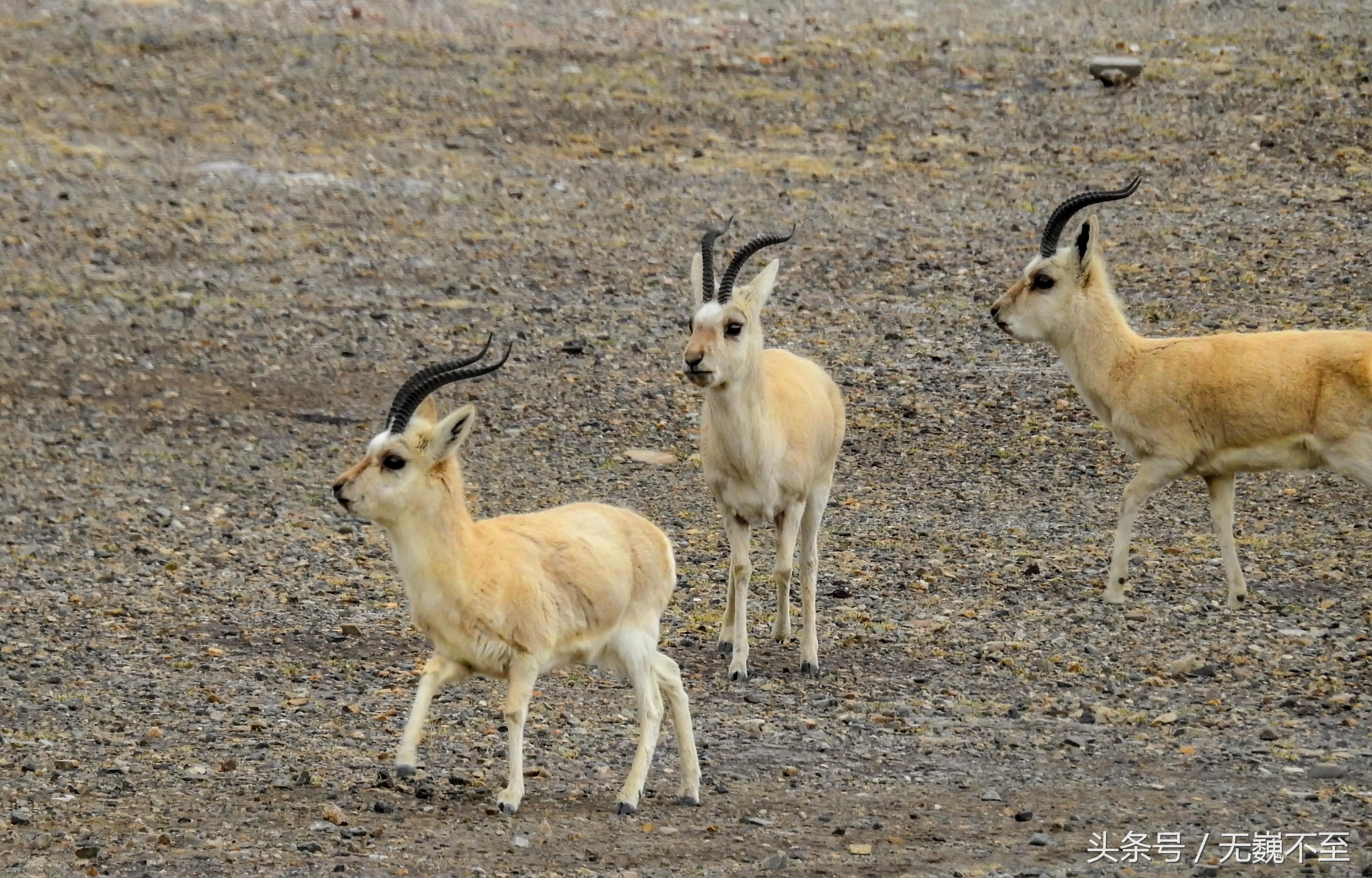 四姑娘山海拔最高的垭口,攀登四姑娘山三峰海拔多少