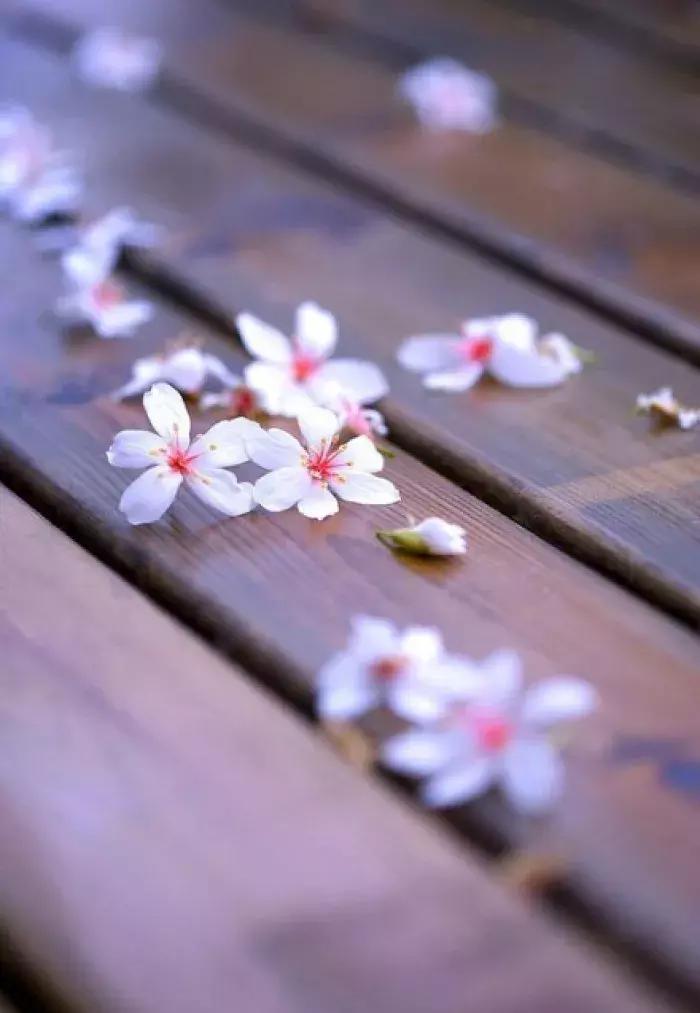 古人喜欢借花喻情,古人借花抒情