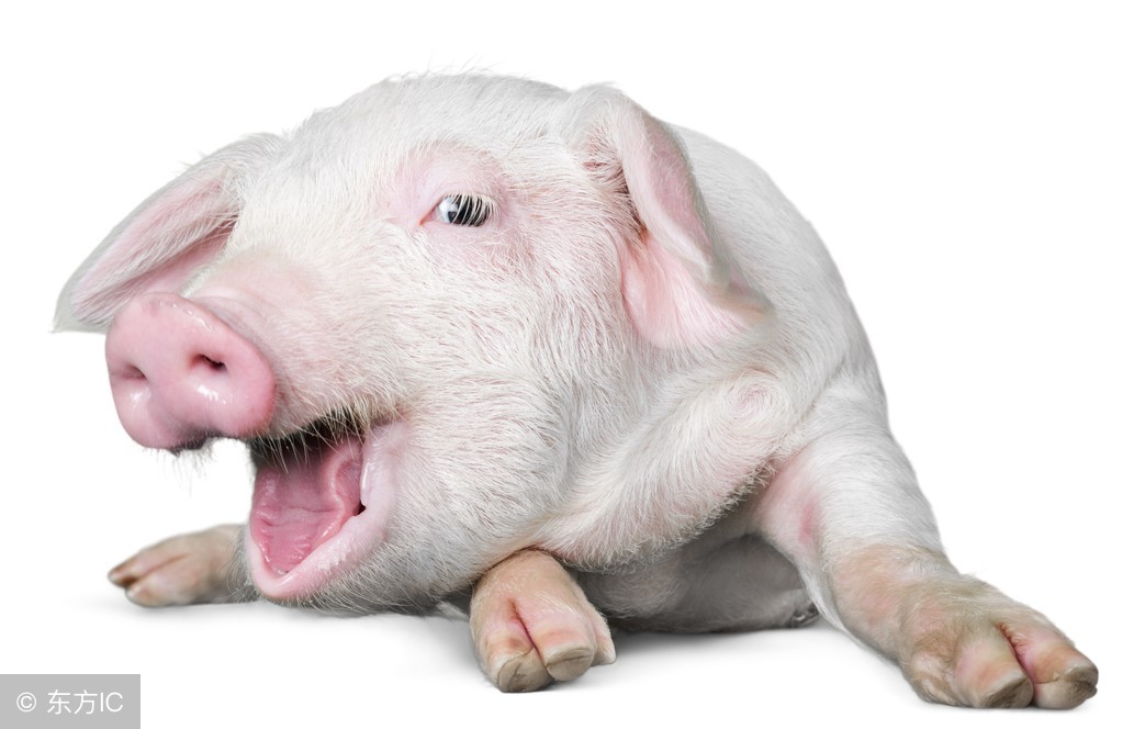 为什么养的猪容易生病,猪生病怎么办最好方法