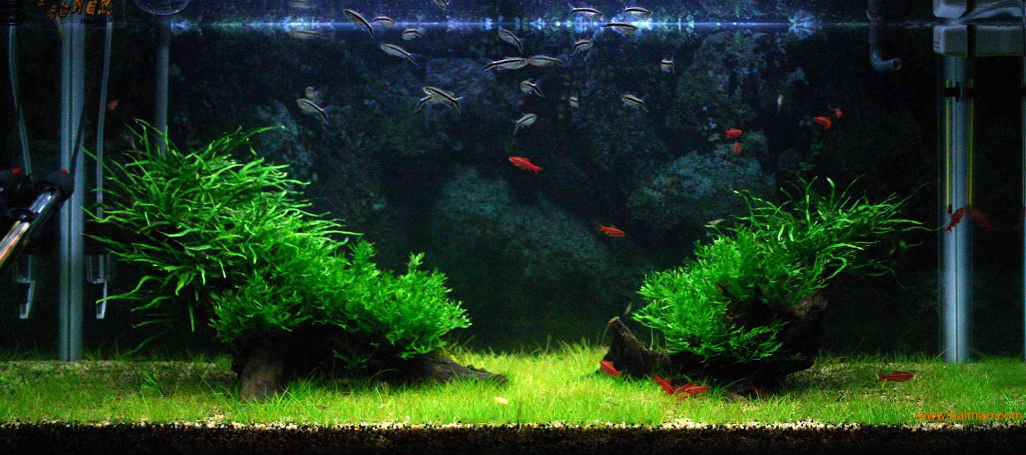 鱼缸别扔,鱼缸放石头的禁忌