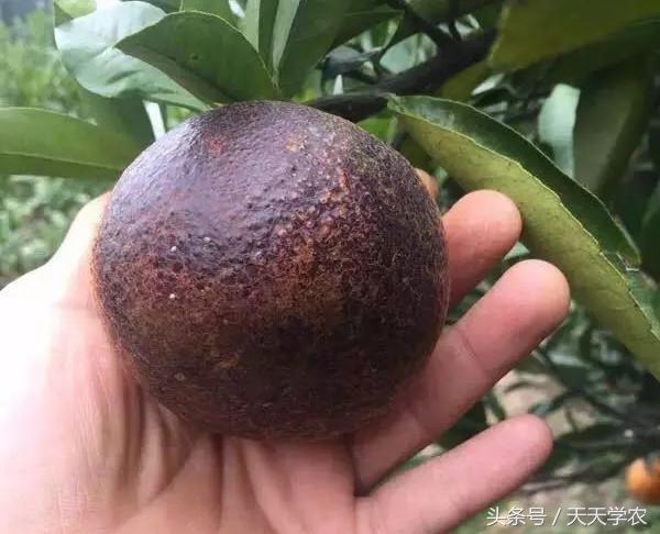 柑橘锈壁虱是螨虫红蜘蛛造成的吗,柑橘红蜘蛛爆发时期