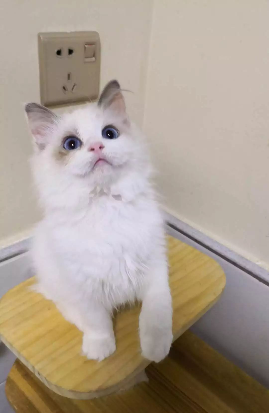 宠物行业如何赚钱,宠物行业赚钱吗