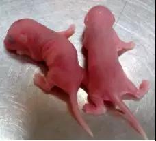 如何判断小鼠日龄,怎么分辨小鼠是公的还是母的