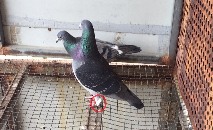 爱鸽翅膀弯曲甚至折断了，你该做什么？