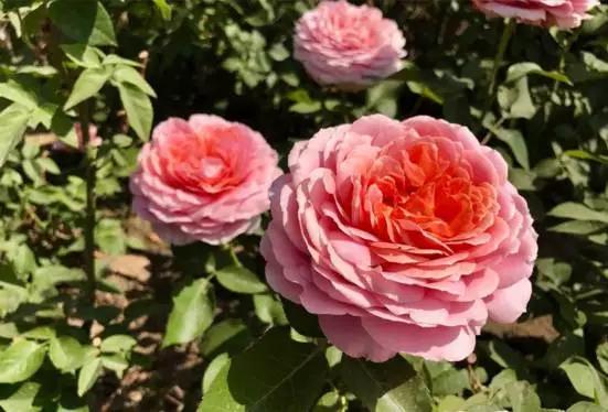 玫瑰月季和月季有区别吗,玫瑰月季如何区别品种图解