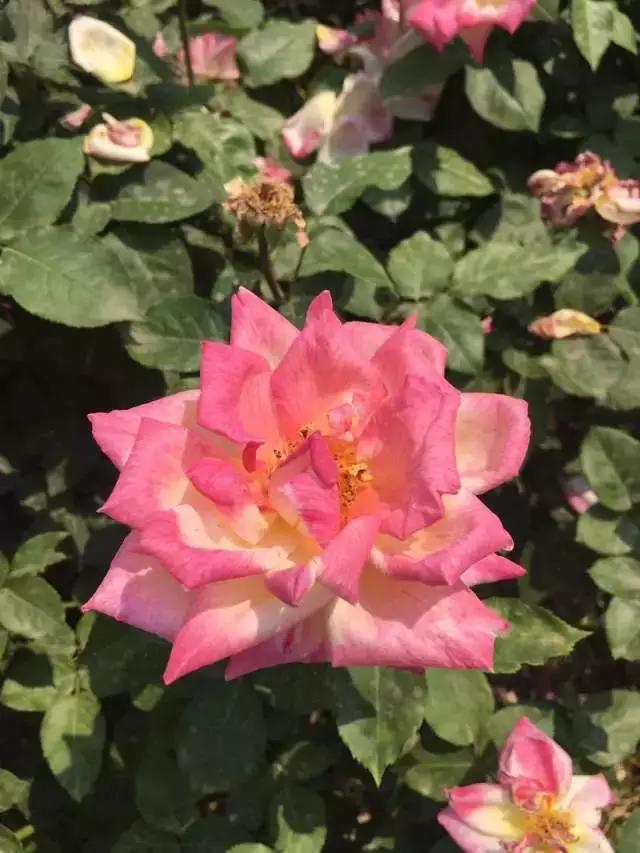 玫瑰月季和月季有区别吗,玫瑰月季如何区别品种图解