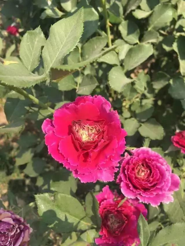 玫瑰月季和月季有区别吗,玫瑰月季如何区别品种图解