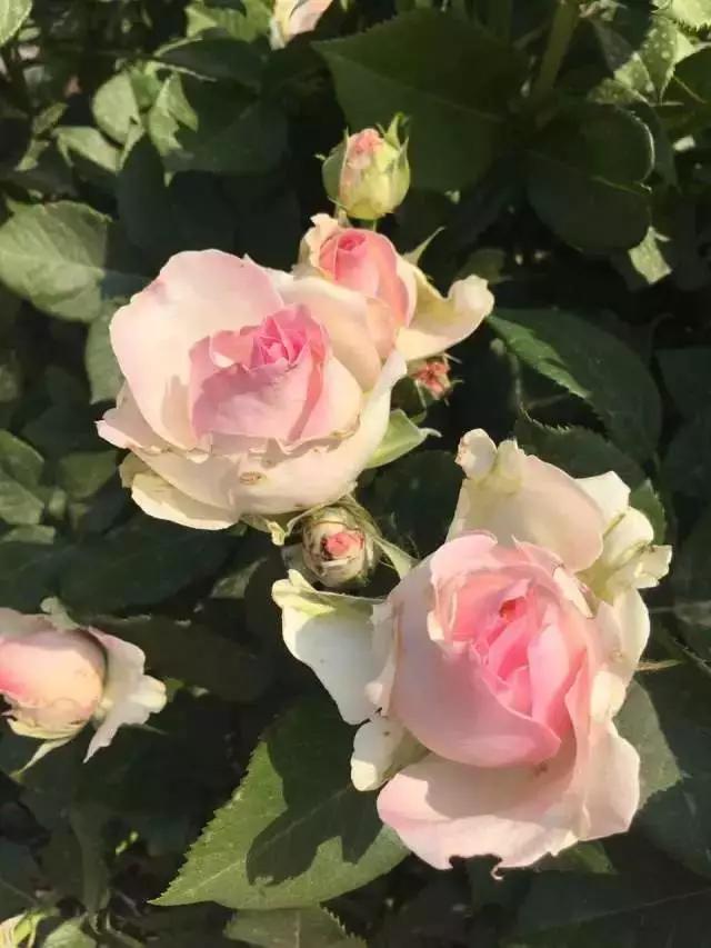 玫瑰月季和月季有区别吗,玫瑰月季如何区别品种图解