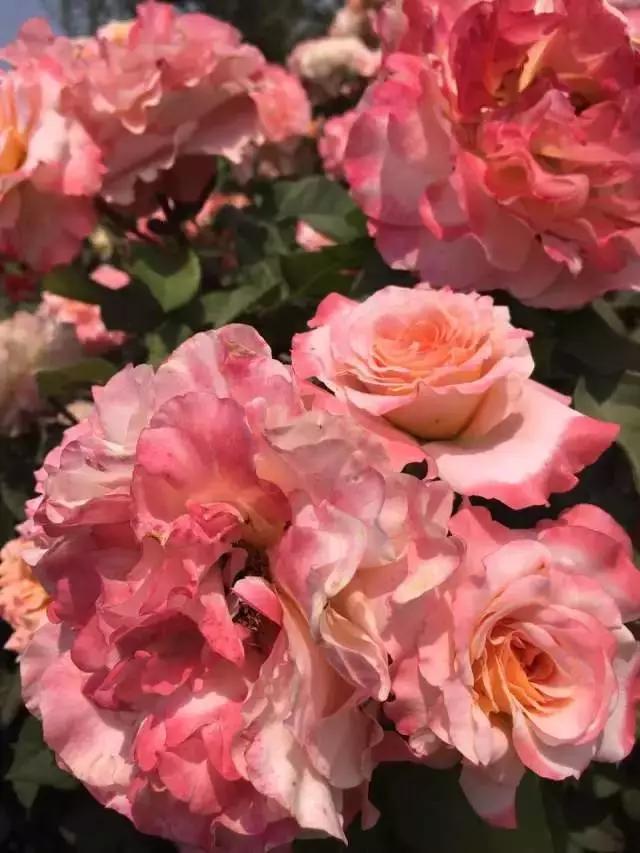 玫瑰月季和月季有区别吗,玫瑰月季如何区别品种图解