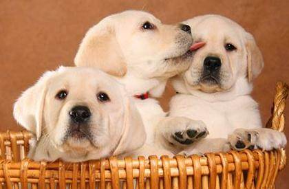 母狗发情期，你准备好应对方法了吗？