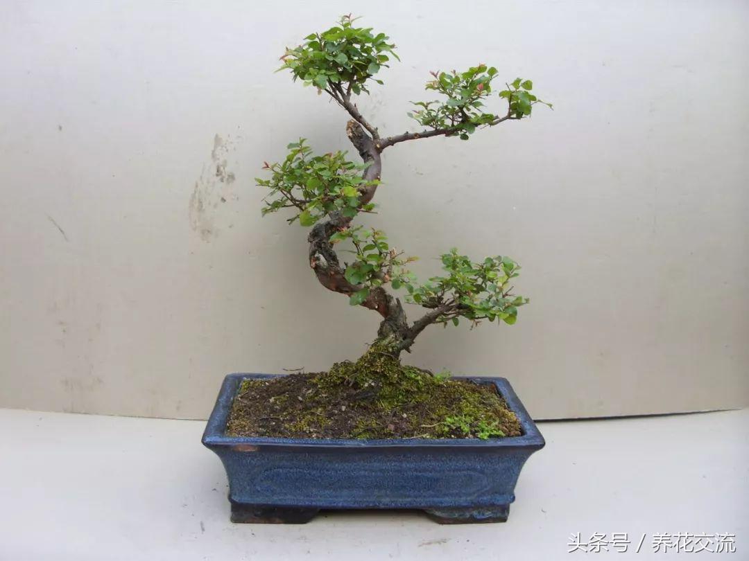 室内室外养多肉有什么区别,室内养植物好还是不养植物好