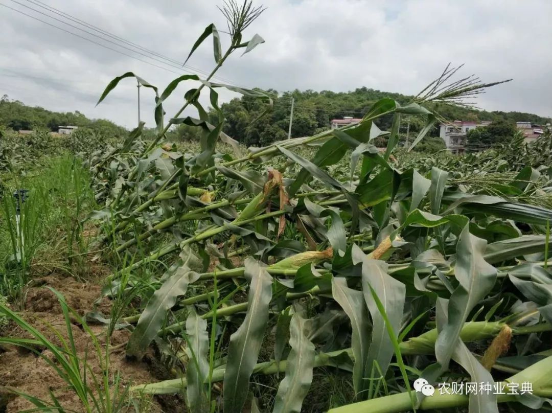 龙卷风属于自然灾害受灾了怎么办,龙卷风过后的灾情
