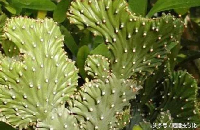 多肉植物白色汁液有毒,紫珍珠多肉植物有毒吗能吃吗