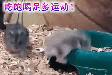 你过来一下仓鼠表情包,仓鼠表情包整套叫什么