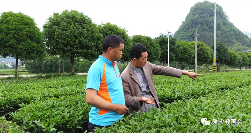 炭疽病防控方案,炭疽病的防治方法茶花