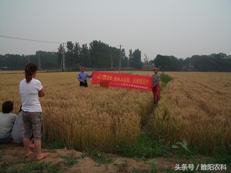 秦鑫271小麦品种介绍,小麦高产品种排名前十名