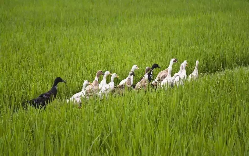 好吃的糙米饭推荐有味道,最好吃的糙米饭