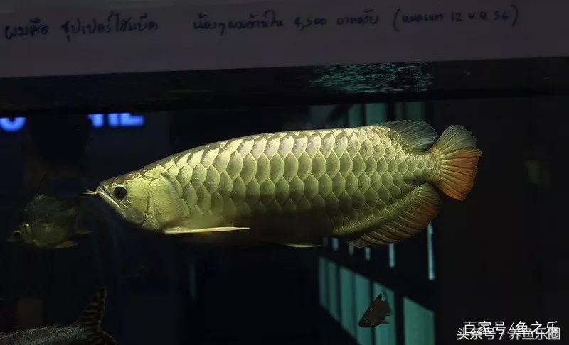 龙鱼养鱼技巧,龙鱼养殖攻略