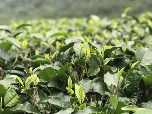 广东清远有座最美茶园,全国十大最美茶园图片