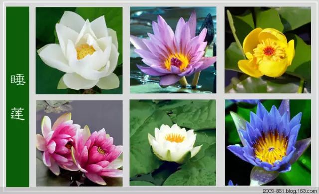 最全花品种,史上最简单的十种花