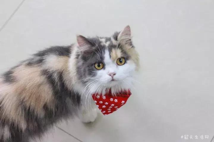 共享吸猫啦！藏身市区小巷内的这家撸猫馆，开门那刻，心就融化了