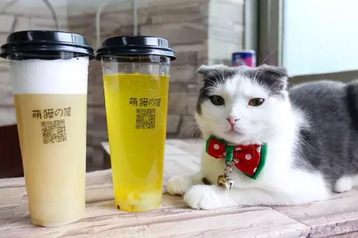 共享吸猫啦！藏身市区小巷内的这家撸猫馆，开门那刻，心就融化了