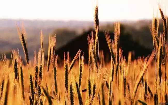 为你读诗朗诵模板,为你读诗散文完整版