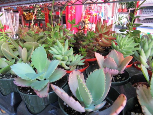 多肉母亲节,母亲节花束康乃馨团购