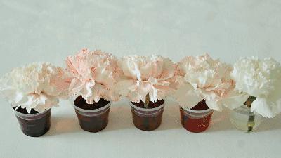 母亲节送花送啥花最合适,母亲节除了送花还能送什么学生党