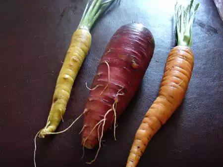 红色胡萝卜和橙色胡萝卜的区别,胡萝卜是橙色的胡萝卜吗