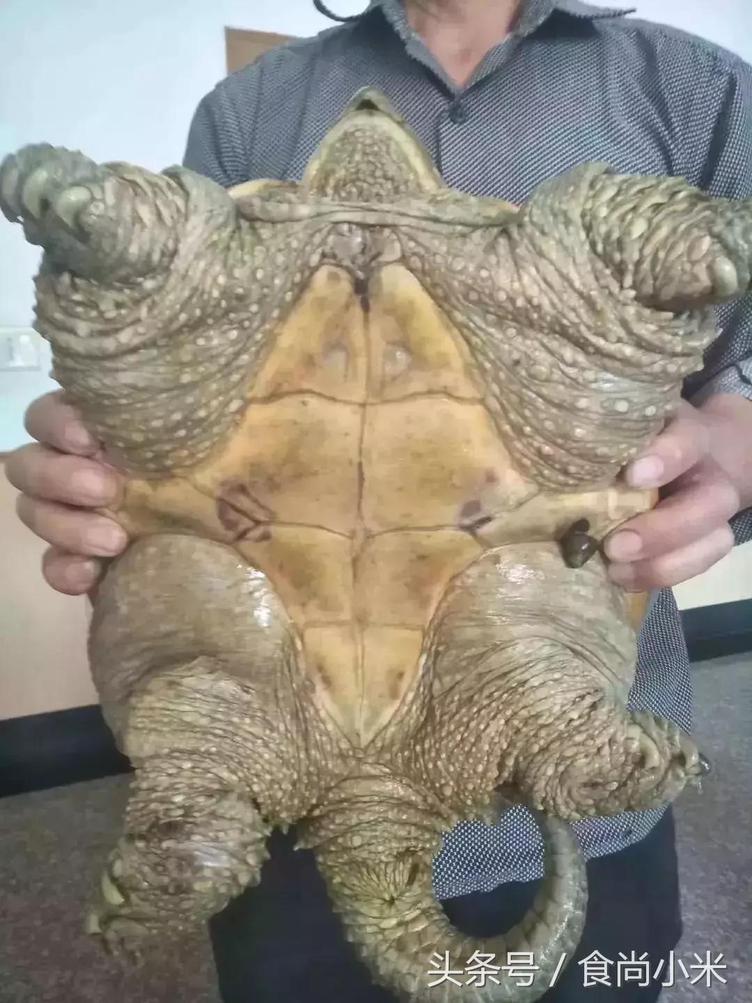 杭州男子钓10斤重鱼,浙江杭州男子钓到近70斤重大鱼