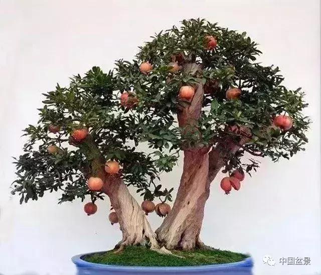 一本双杆式映山红盆景,一本双杆黄杨盆景制作全过程