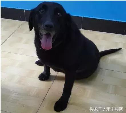 2008年汶川大地震功勋犬,汶川地震搜救犬沈虎的功勋