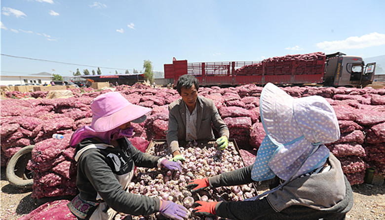 大蒜滞销帮帮老农图片,大蒜滞销爱心接力