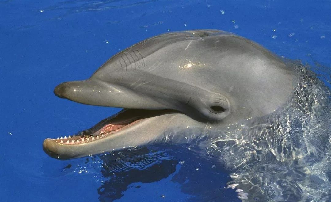 鸟和人类基因相似度多少,鸟和猫的智商哪个高