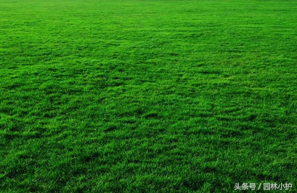 暖季型草坪秋冬季怎么常绿,如何延长人造草坪使用寿命