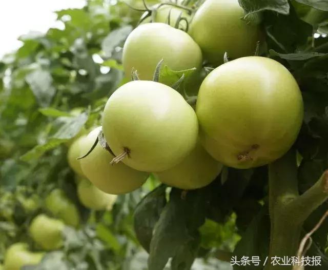 博洋9号甜瓜夏季烂瓜的原因,甜瓜裂瓜最好治疗方法