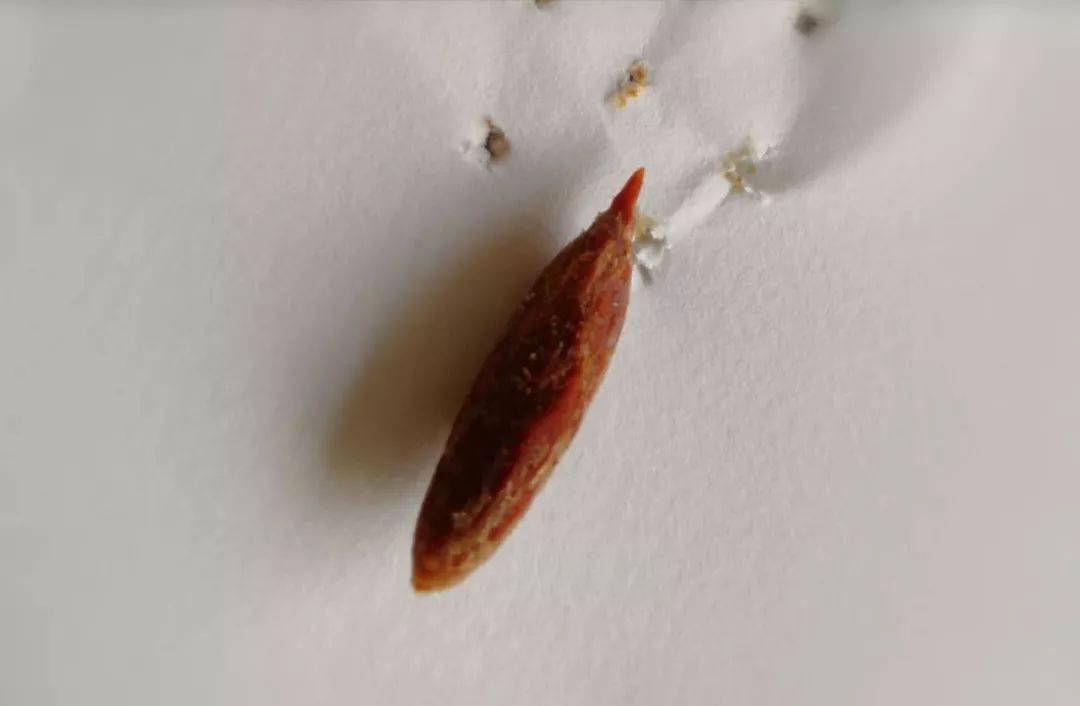 协和医生误吞一枚枣核，处理方式笑喷网友，全程“内心戏”，哈哈哈哈……