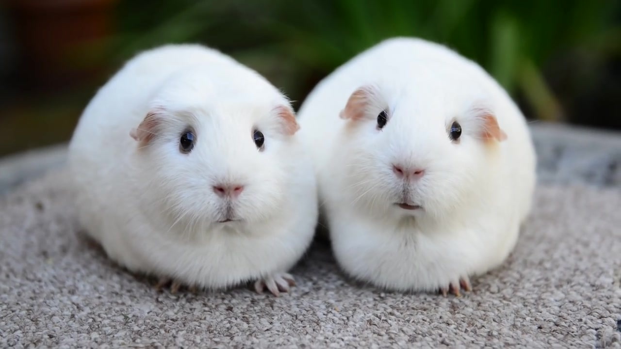 好养的迷你宠物推荐,推荐最好养的迷你宠物